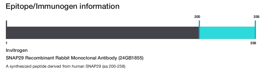 SNAP29 Recombinant Rabbit Monoclonal Antibody (24GB1855)