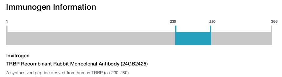 TRBP Recombinant Rabbit Monoclonal Antibody (24GB2425)