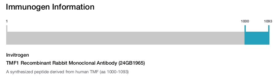 TMF1 Recombinant Rabbit Monoclonal Antibody (24GB1965)