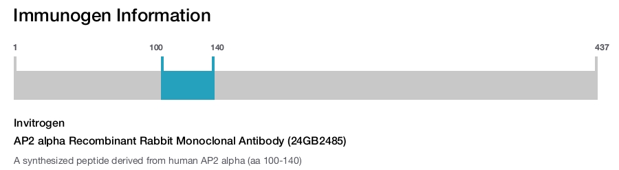 AP2 alpha Recombinant Rabbit Monoclonal Antibody (24GB2485)