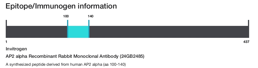 AP2 alpha Recombinant Rabbit Monoclonal Antibody (24GB2485)