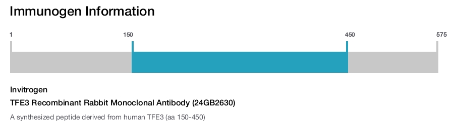 TFE3 Recombinant Rabbit Monoclonal Antibody (24GB2630)
