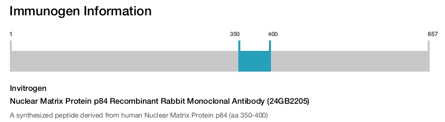 Nuclear Matrix Protein p84 Recombinant Rabbit Monoclonal Antibody (24GB2205)