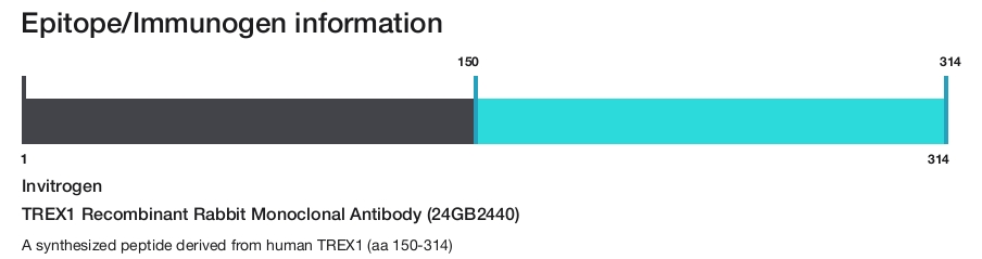 TREX1 Recombinant Rabbit Monoclonal Antibody (24GB2440)