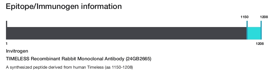 TIMELESS Recombinant Rabbit Monoclonal Antibody (24GB2665)