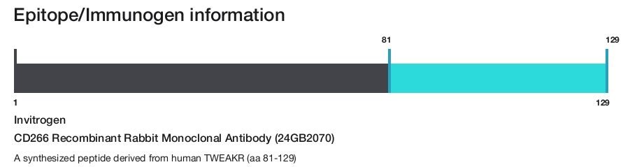 CD266 Recombinant Rabbit Monoclonal Antibody (24GB2070)
