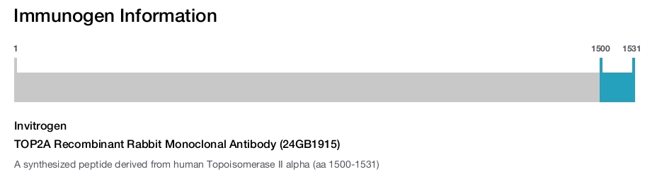 TOP2A Recombinant Rabbit Monoclonal Antibody (24GB1915)