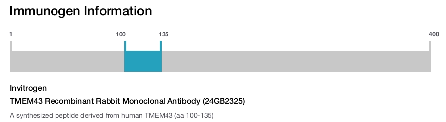TMEM43 Recombinant Rabbit Monoclonal Antibody (24GB2325)