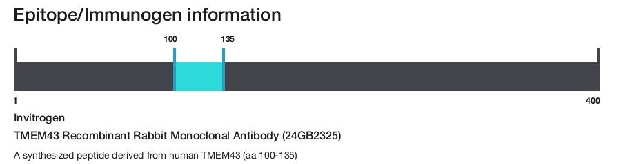 TMEM43 Recombinant Rabbit Monoclonal Antibody (24GB2325)