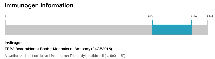 TPP2 Recombinant Rabbit Monoclonal Antibody (24GB2015)