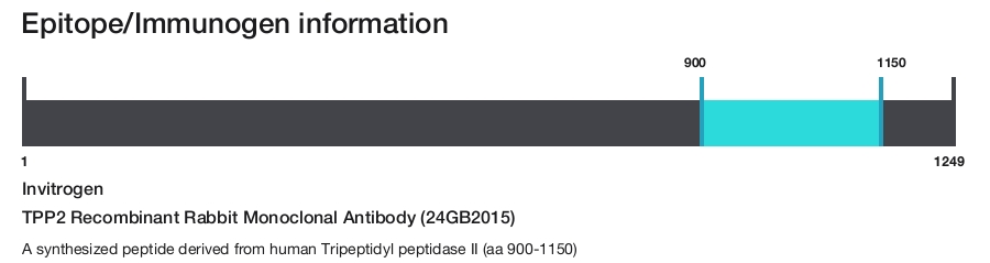 TPP2 Recombinant Rabbit Monoclonal Antibody (24GB2015)