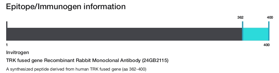 TRK fused gene Recombinant Rabbit Monoclonal Antibody (24GB2115)