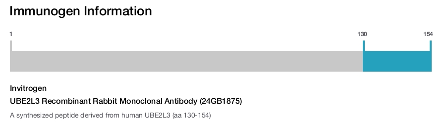 UBE2L3 Recombinant Rabbit Monoclonal Antibody (24GB1875)