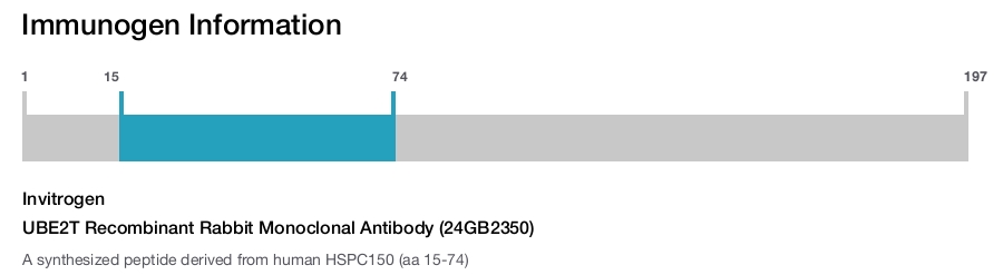 UBE2T Recombinant Rabbit Monoclonal Antibody (24GB2350)