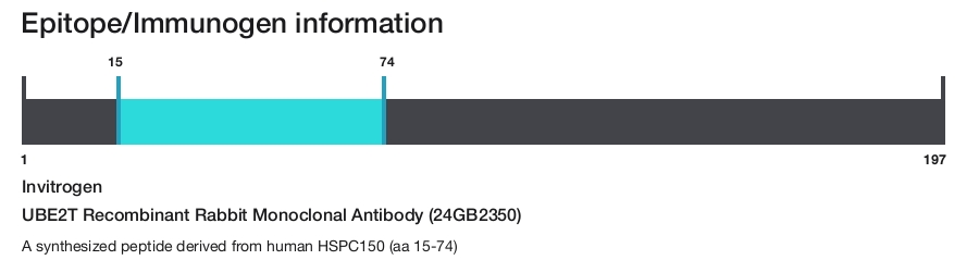 UBE2T Recombinant Rabbit Monoclonal Antibody (24GB2350)