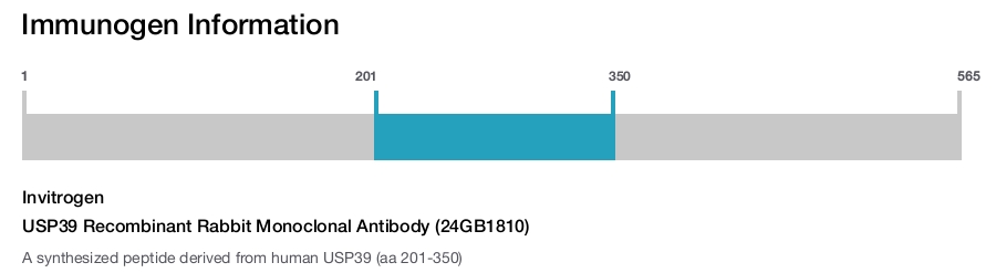 USP39 Recombinant Rabbit Monoclonal Antibody (24GB1810)