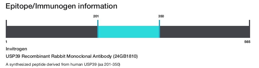 USP39 Recombinant Rabbit Monoclonal Antibody (24GB1810)