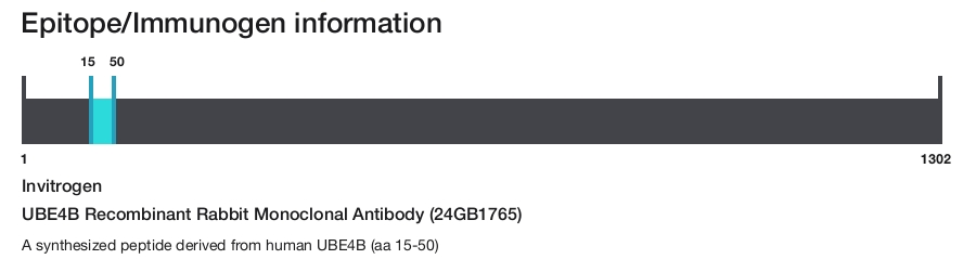 UBE4B Recombinant Rabbit Monoclonal Antibody (24GB1765)