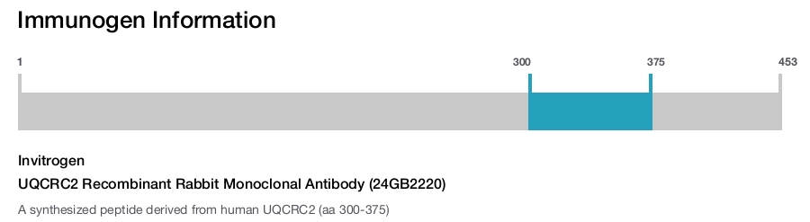 UQCRC2 Recombinant Rabbit Monoclonal Antibody (24GB2220)