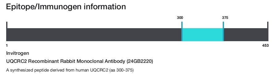 UQCRC2 Recombinant Rabbit Monoclonal Antibody (24GB2220)
