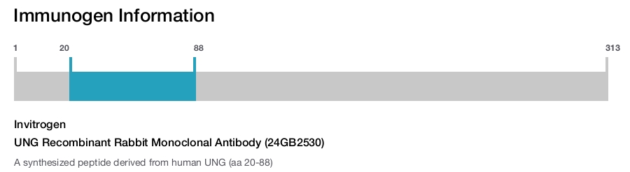 UNG Recombinant Rabbit Monoclonal Antibody (24GB2530)