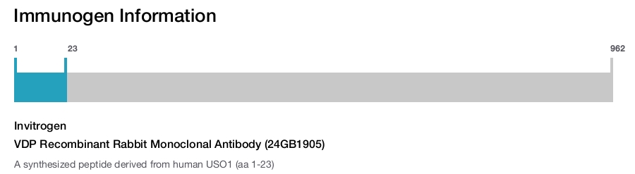 VDP Recombinant Rabbit Monoclonal Antibody (24GB1905)