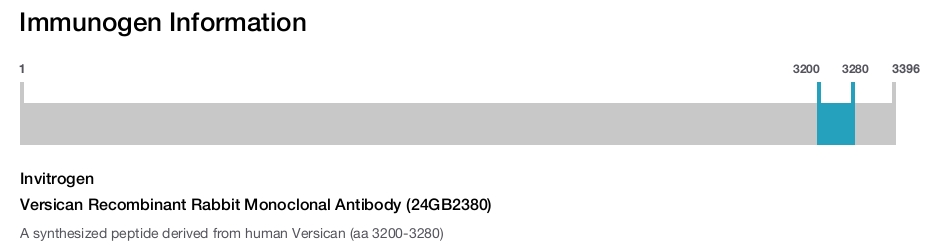 Versican Recombinant Rabbit Monoclonal Antibody (24GB2380)
