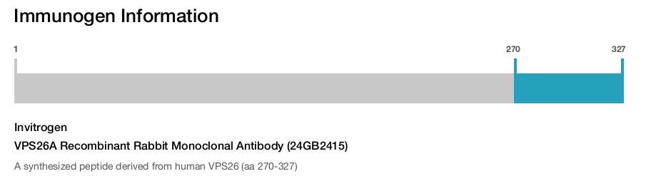 VPS26A Recombinant Rabbit Monoclonal Antibody (24GB2415)