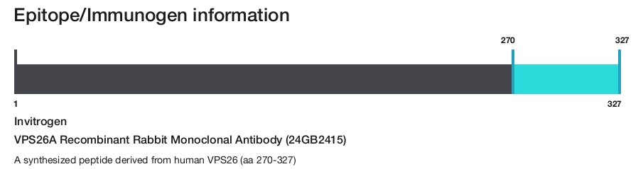 VPS26A Recombinant Rabbit Monoclonal Antibody (24GB2415)