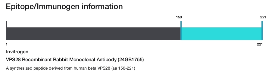 VPS28 Recombinant Rabbit Monoclonal Antibody (24GB1755)