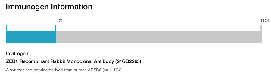 ZEB1 Recombinant Rabbit Monoclonal Antibody (24GB2265)