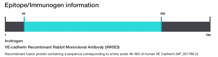 VE-cadherin Recombinant Rabbit Monoclonal Antibody (9W5E3)