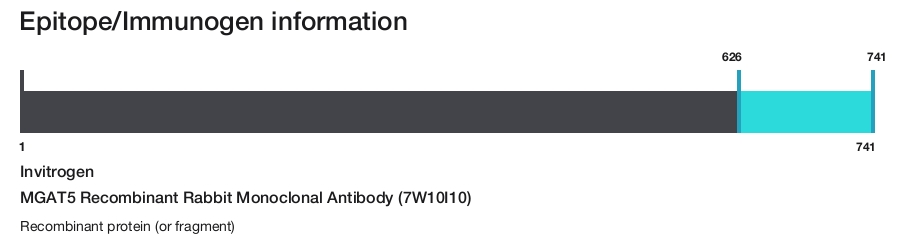 MGAT5 Recombinant Rabbit Monoclonal Antibody (7W10I10)