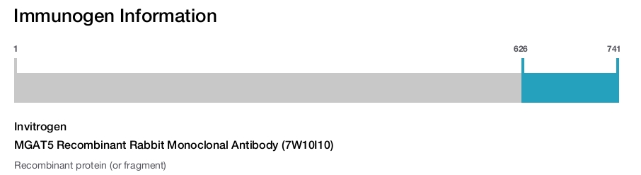 MGAT5 Recombinant Rabbit Monoclonal Antibody (7W10I10)