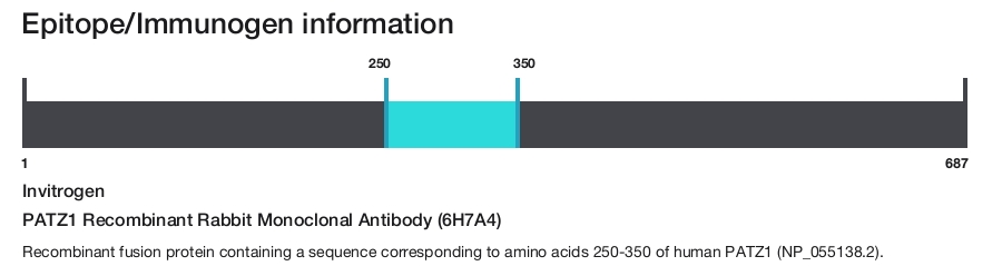 PATZ1 Recombinant Rabbit Monoclonal Antibody (6H7A4)