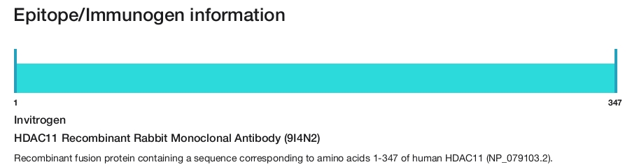 HDAC11 Recombinant Rabbit Monoclonal Antibody (9I4N2)