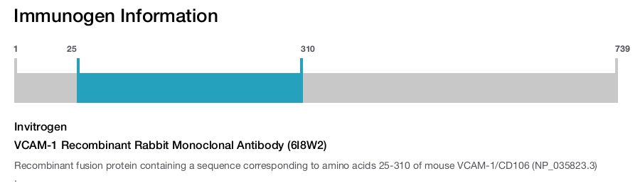 VCAM-1 Recombinant Rabbit Monoclonal Antibody (6I8W2)