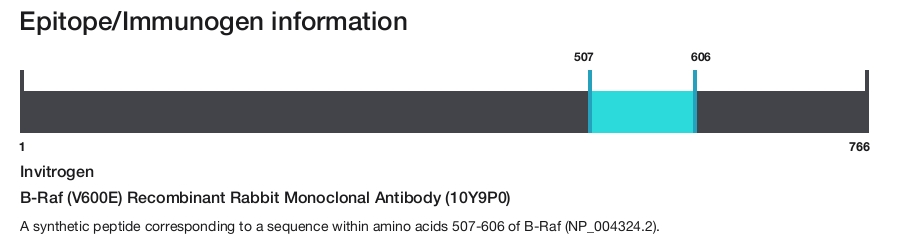 B-Raf (V600E) Recombinant Rabbit Monoclonal Antibody (10Y9P0)