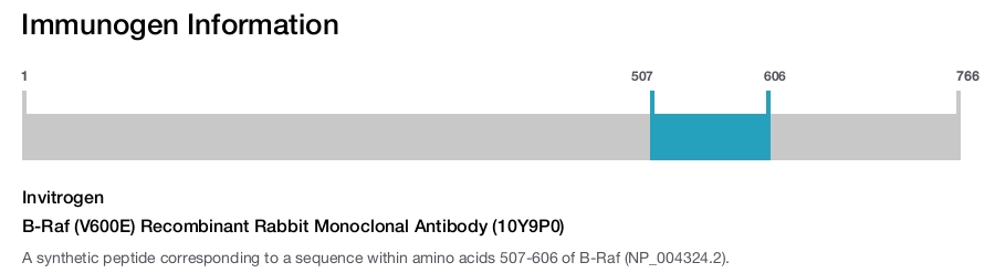 B-Raf (V600E) Recombinant Rabbit Monoclonal Antibody (10Y9P0)