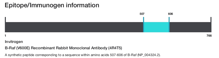 B-Raf (V600E) Recombinant Rabbit Monoclonal Antibody (4R4T5)