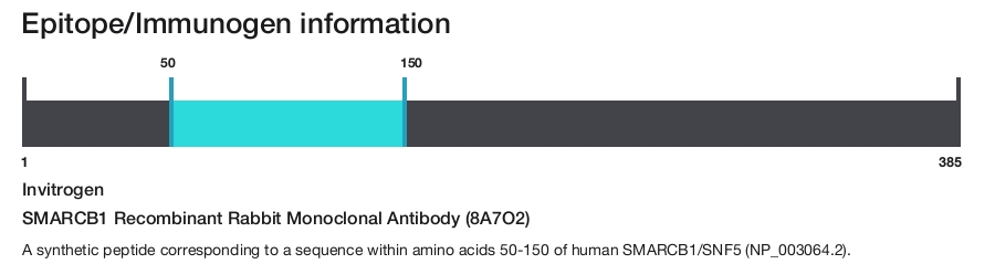 SMARCB1 Recombinant Rabbit Monoclonal Antibody (8A7O2)