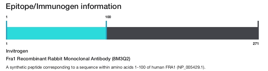 Fra1 Recombinant Rabbit Monoclonal Antibody (8M3Q2)