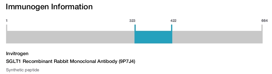 SGLT1 Recombinant Rabbit Monoclonal Antibody (9P7J4)