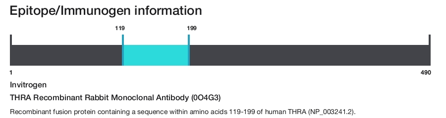 THRA Recombinant Rabbit Monoclonal Antibody (0O4G3)