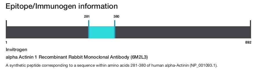 alpha Actinin 1 Recombinant Rabbit Monoclonal Antibody (6M2L3)