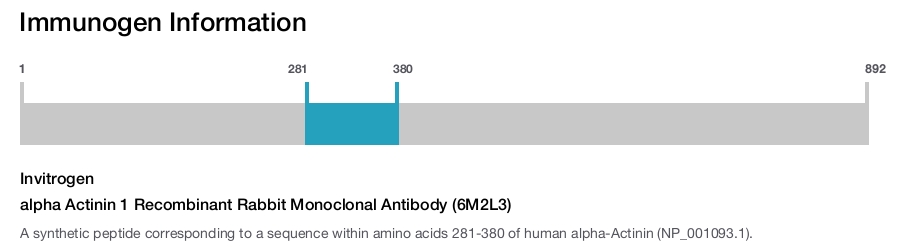 alpha Actinin 1 Recombinant Rabbit Monoclonal Antibody (6M2L3)