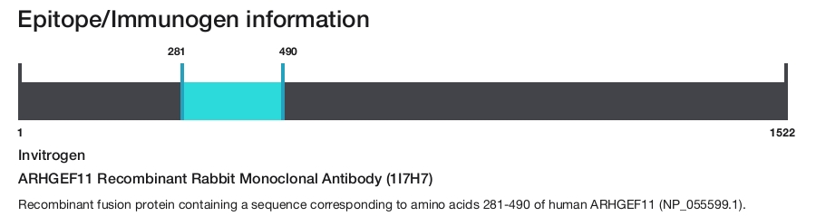 ARHGEF11 Recombinant Rabbit Monoclonal Antibody (1I7H7)