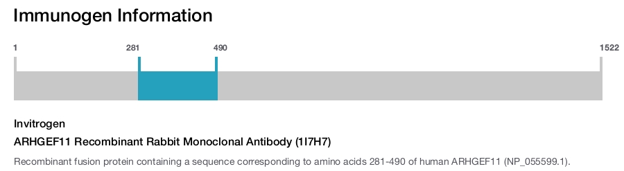 ARHGEF11 Recombinant Rabbit Monoclonal Antibody (1I7H7)