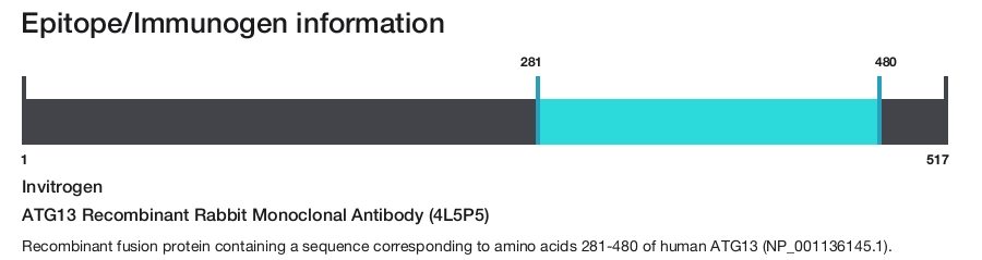 ATG13 Recombinant Rabbit Monoclonal Antibody (4L5P5)