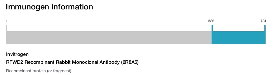 RFWD2 Recombinant Rabbit Monoclonal Antibody (2R8A5)